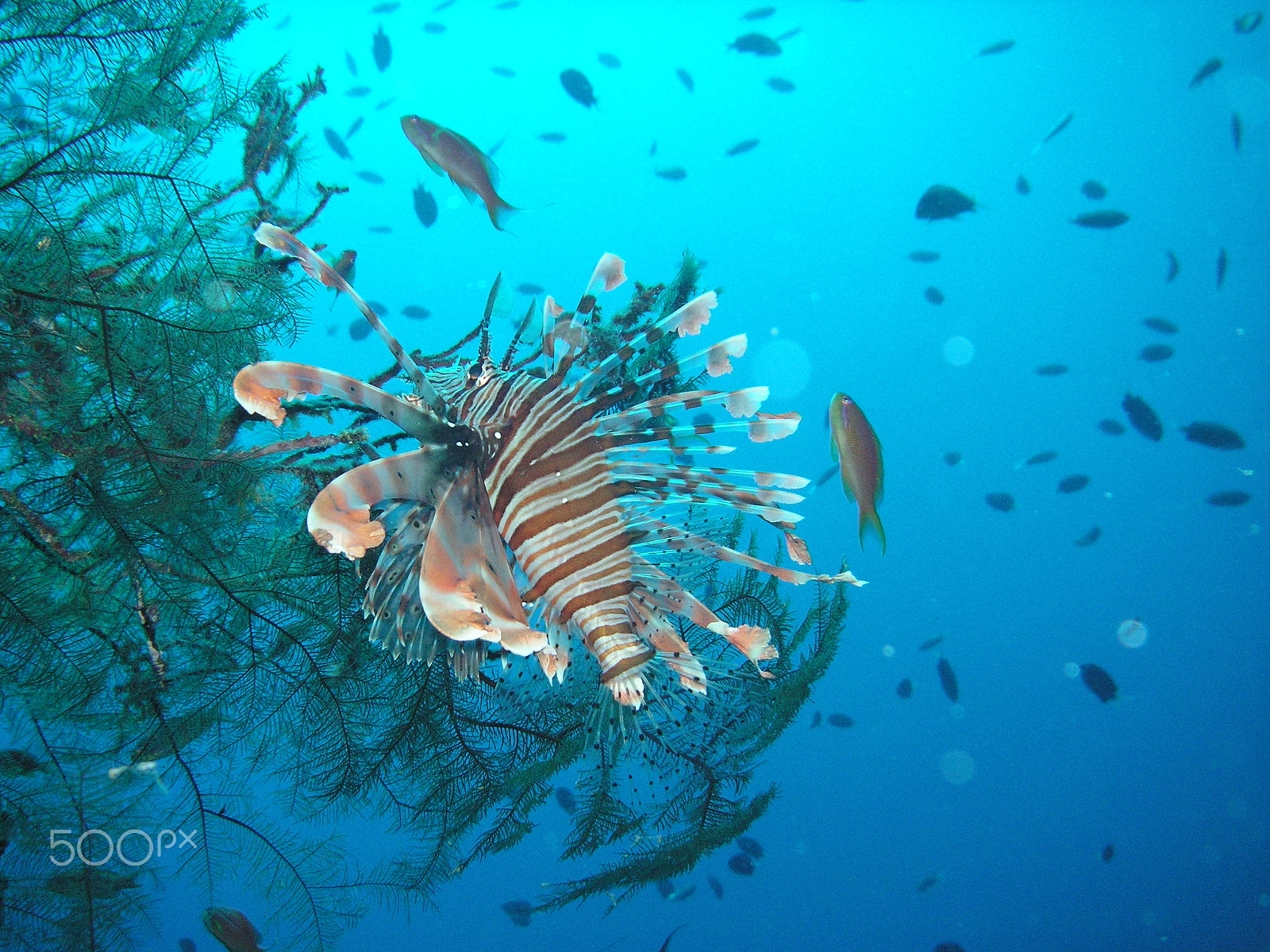 KONICA MINOLTA DiMAGE X60 sample photo. Lionfish photography