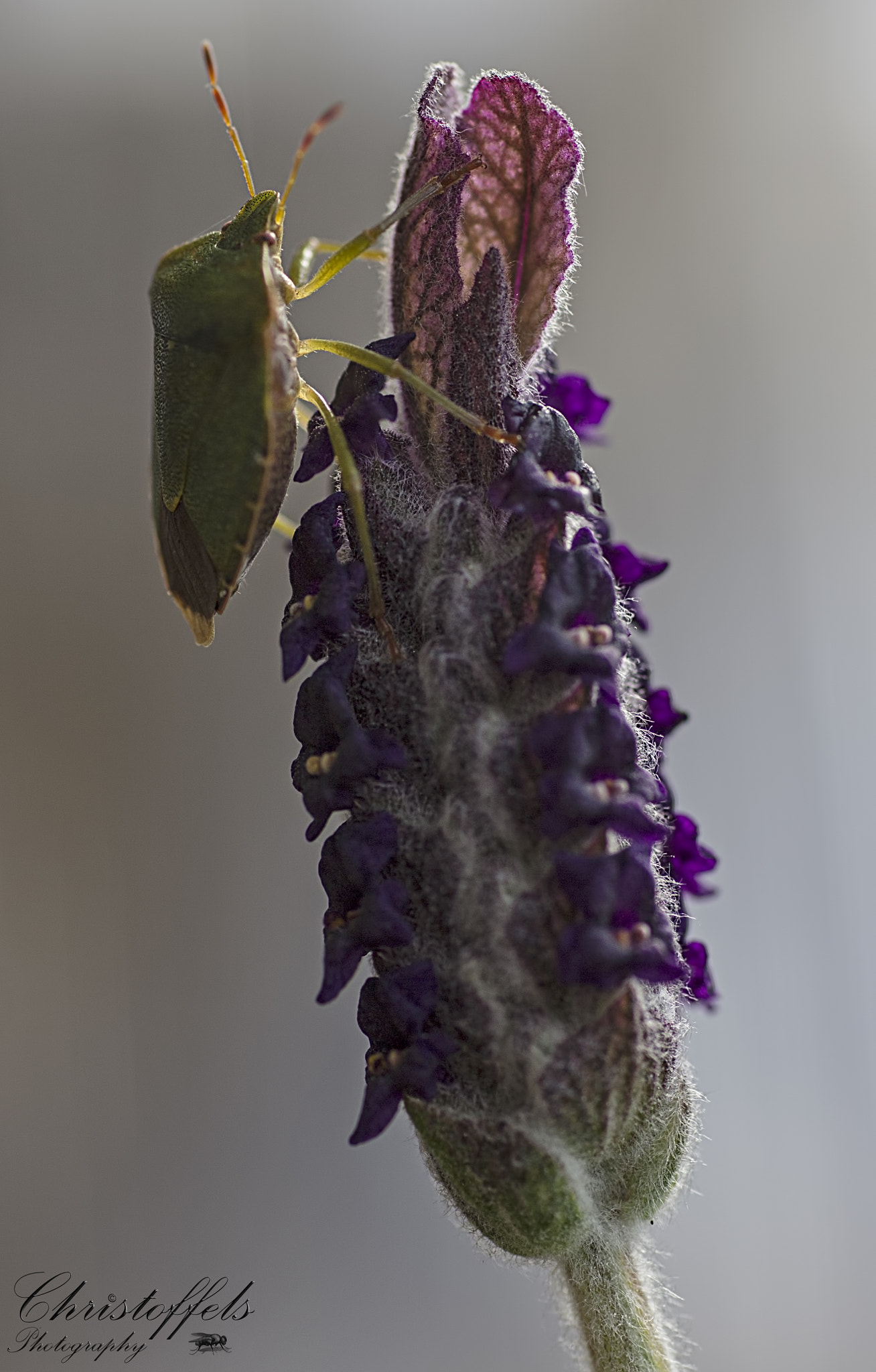 Sigma 70mm F2.8 EX DG Macro sample photo. Groene wants (palomena prasina) photography