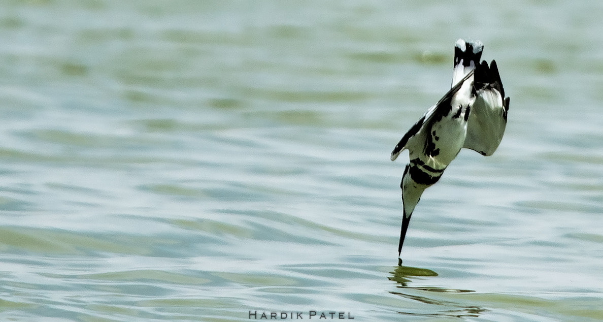 Nikon D4S sample photo. The touchdown photography