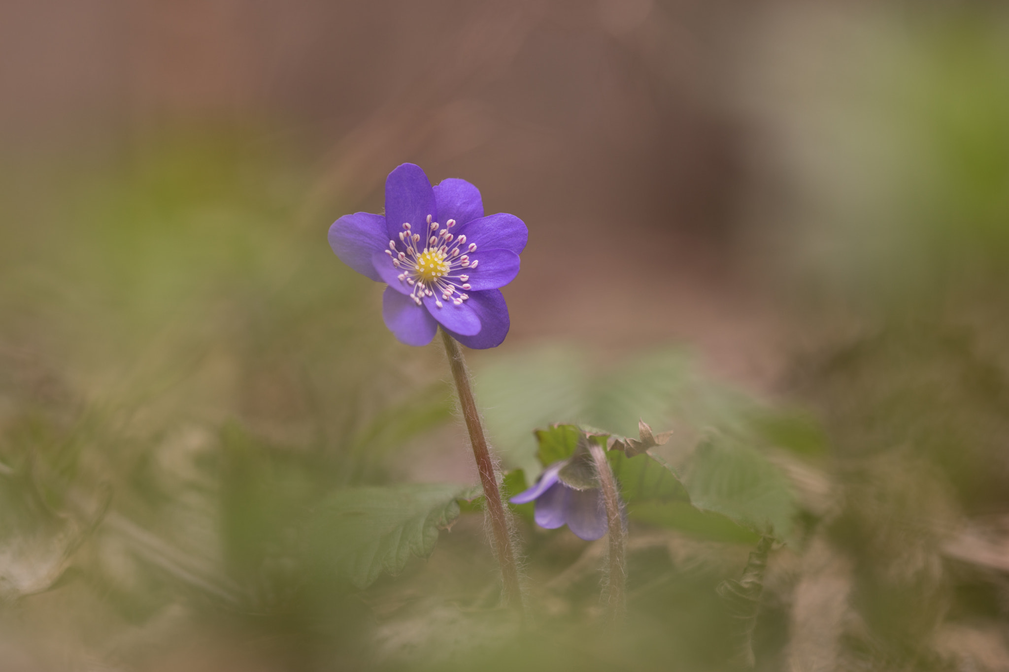 Sony a7 + Canon EF 100mm F2.8 Macro USM sample photo. Spring flower photography