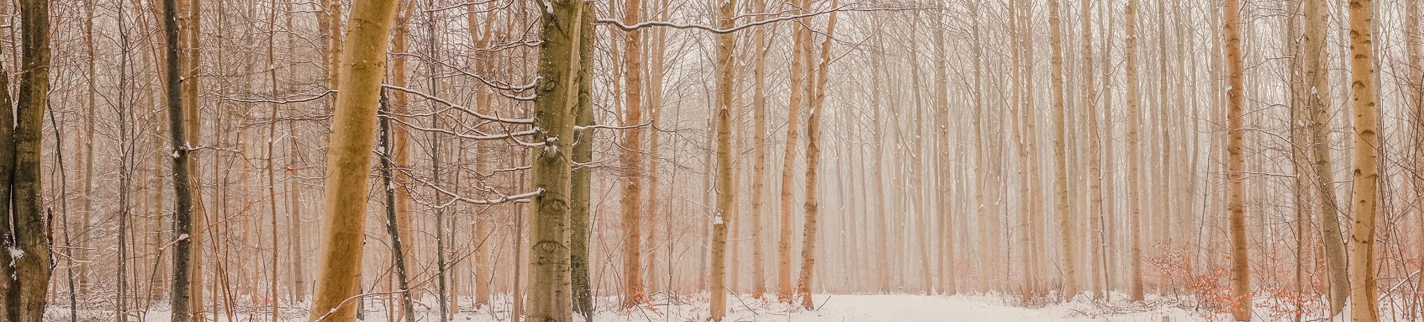 Sony a7R + Minolta AF 50mm F1.4 [New] sample photo. Mist in the forest in the winter photography