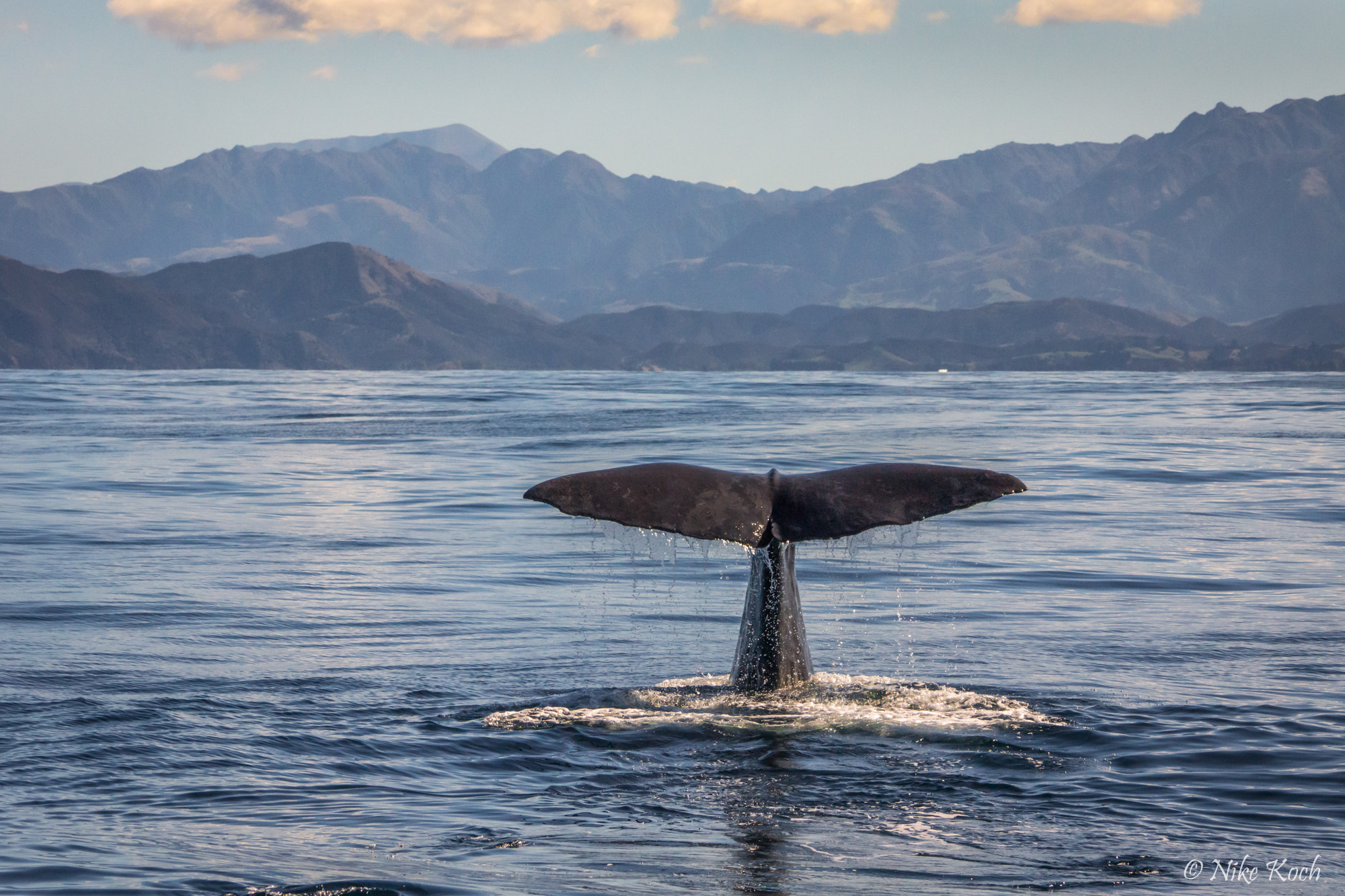 Sony 70-400mm F4-5.6 G SSM II sample photo. The dive photography