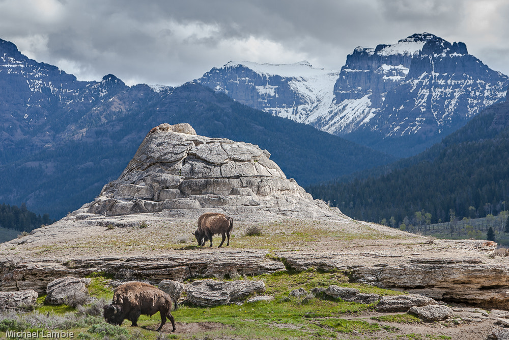 Canon EOS-1D Mark II N sample photo. Soda butte photography