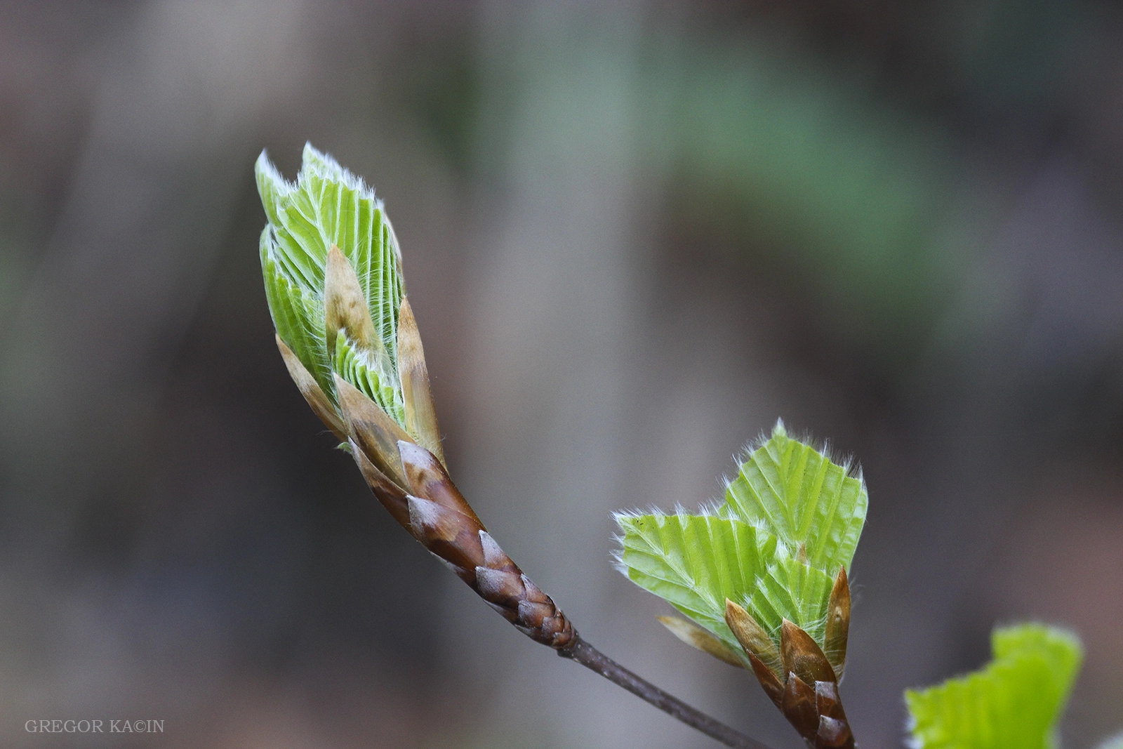 Canon EOS 600D (Rebel EOS T3i / EOS Kiss X5) + Sigma 105mm F2.8 EX DG Macro sample photo. Budding photography