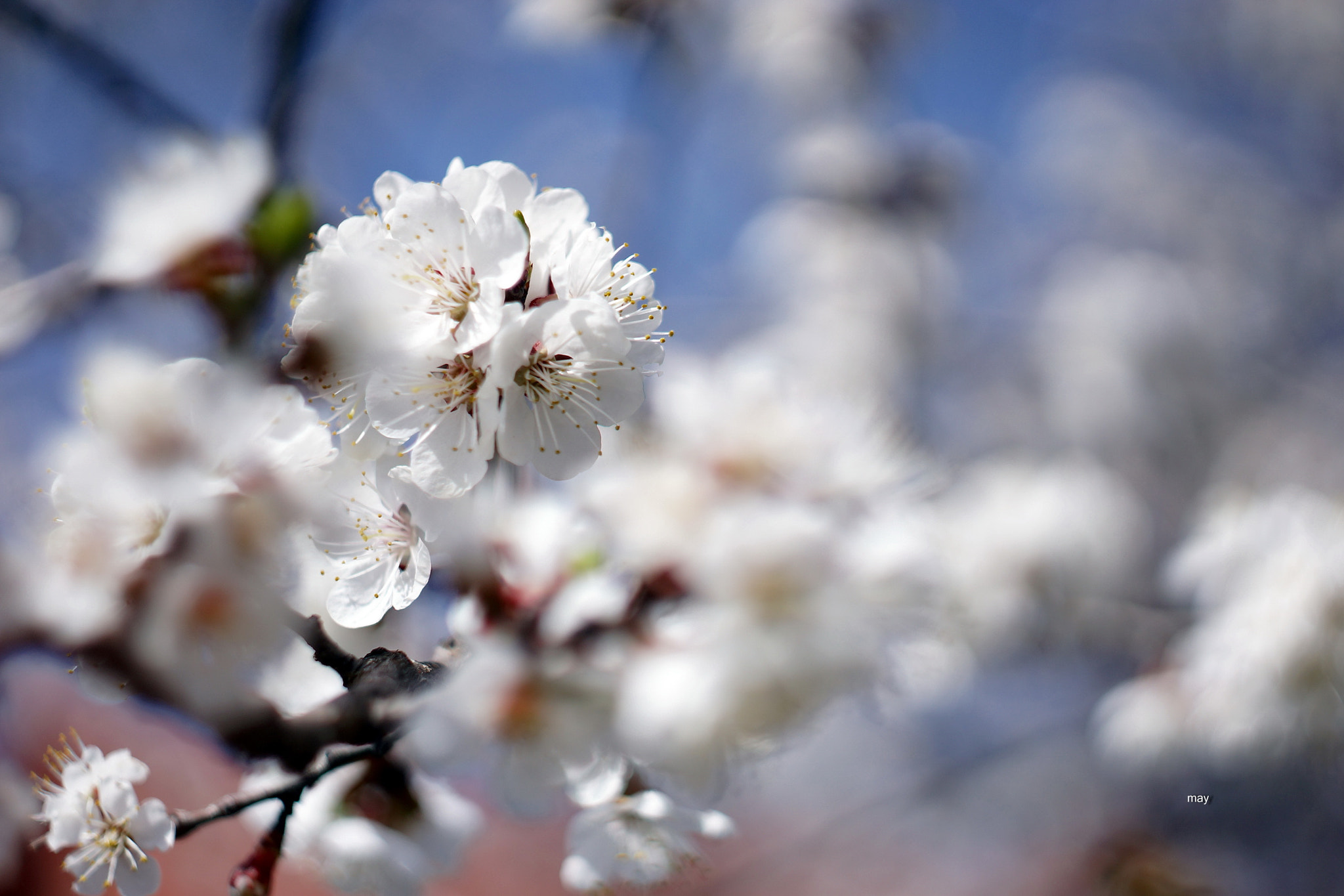 Sony SLT-A65 (SLT-A65V) + Minolta AF 50mm F1.7 sample photo. в белом тумане .. photography