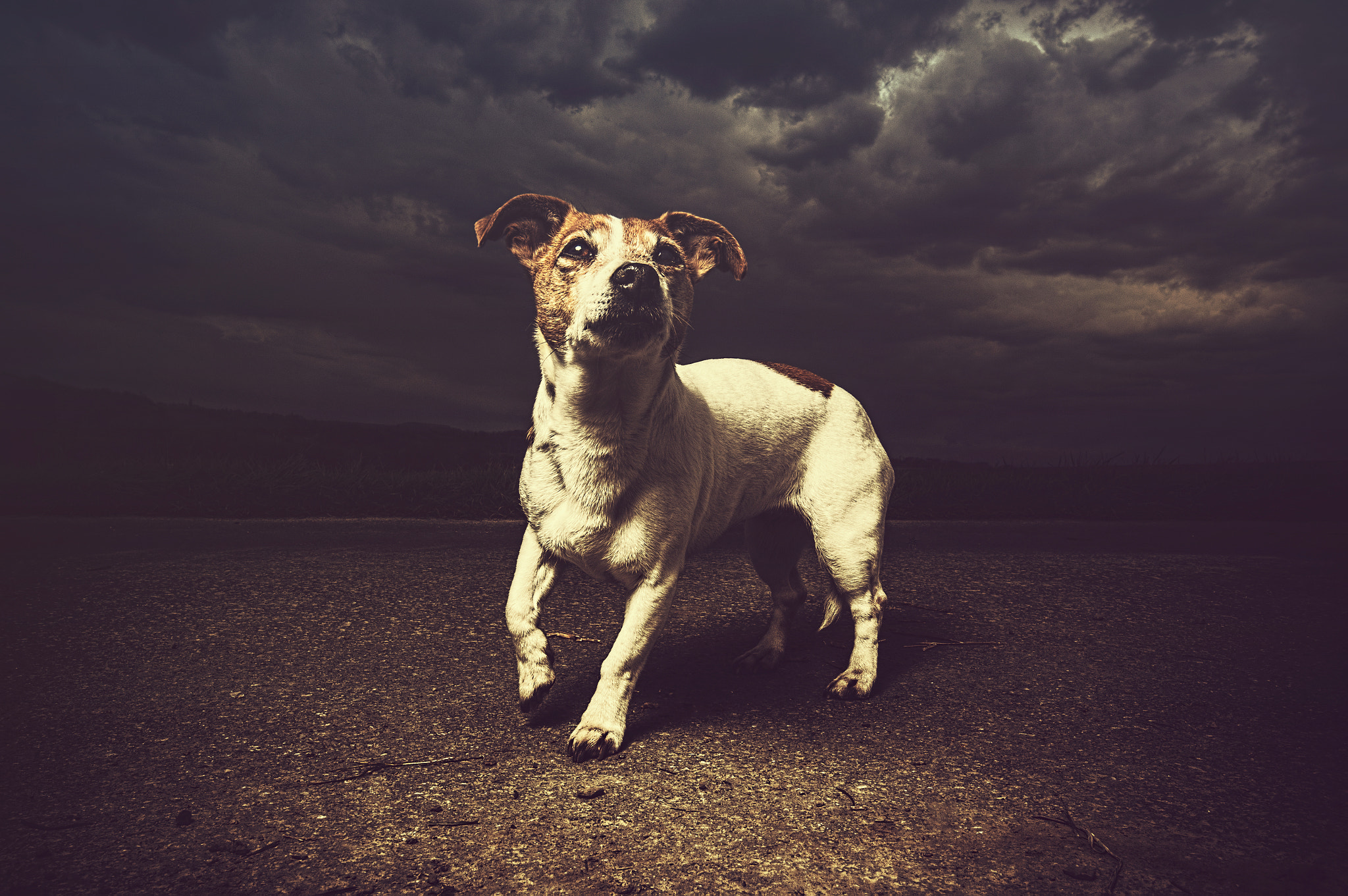 Canon EOS 70D + Canon EF 300mm f/2.8L sample photo. Leica the jack russell terrier photography