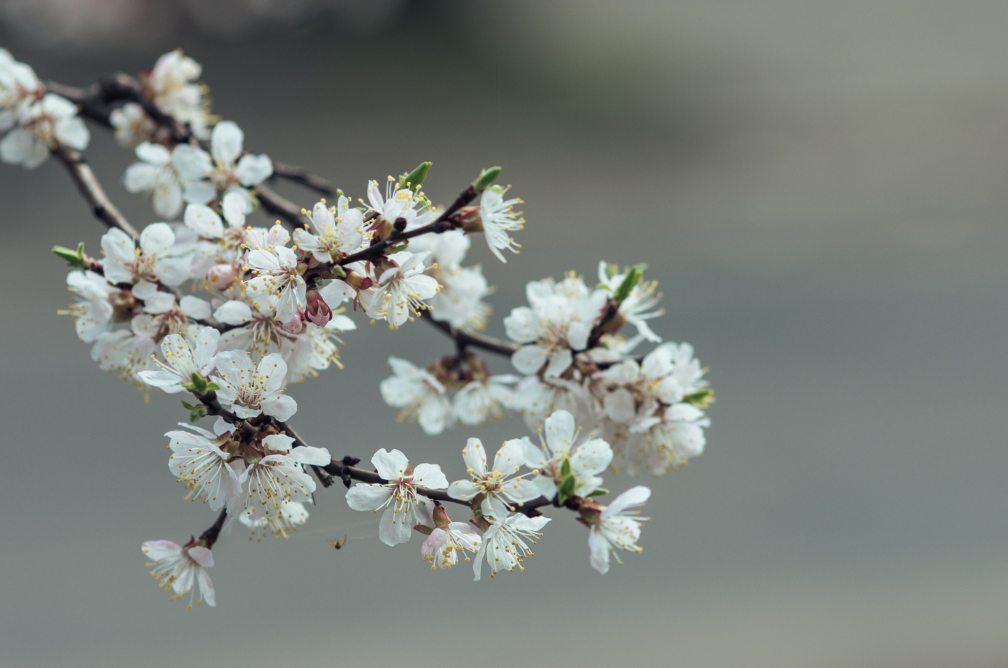 Pentax K-5 IIs + smc PENTAX-FA* 200mm F2.8 ED[IF] sample photo. Цветение photography