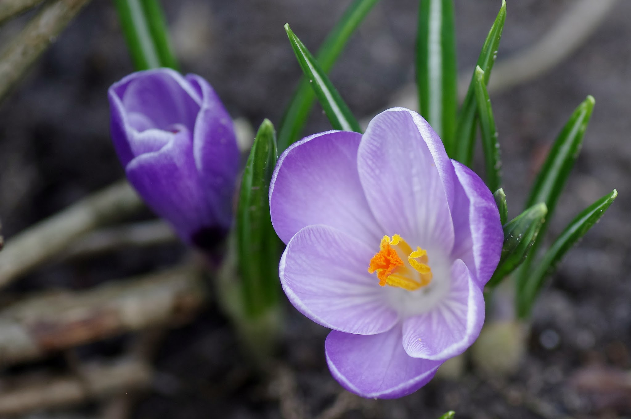 Pentax K-r + Tamron SP AF 90mm F2.8 Di Macro sample photo. Flower photography