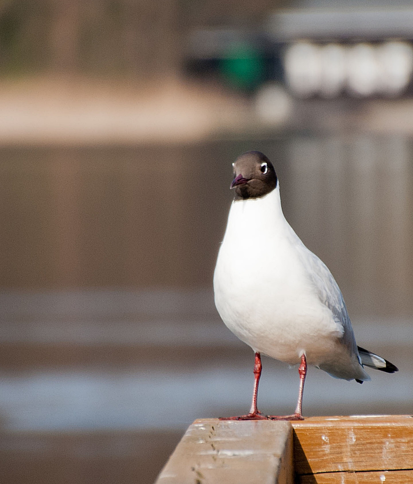 Sony Alpha DSLR-A300 + DT 18-270mm F3.5-6.3 SSM sample photo. .,,. photography