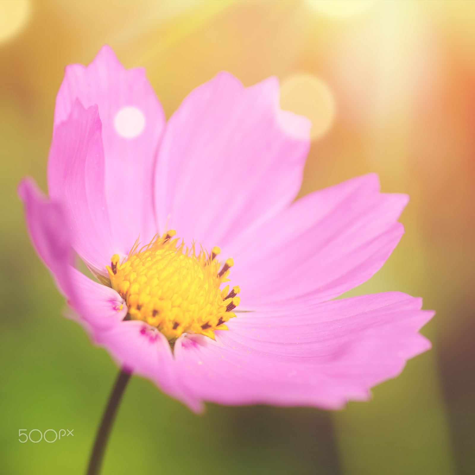 Nikon D7000 + Sigma 70mm F2.8 EX DG Macro sample photo. Cosmos flower macro photography