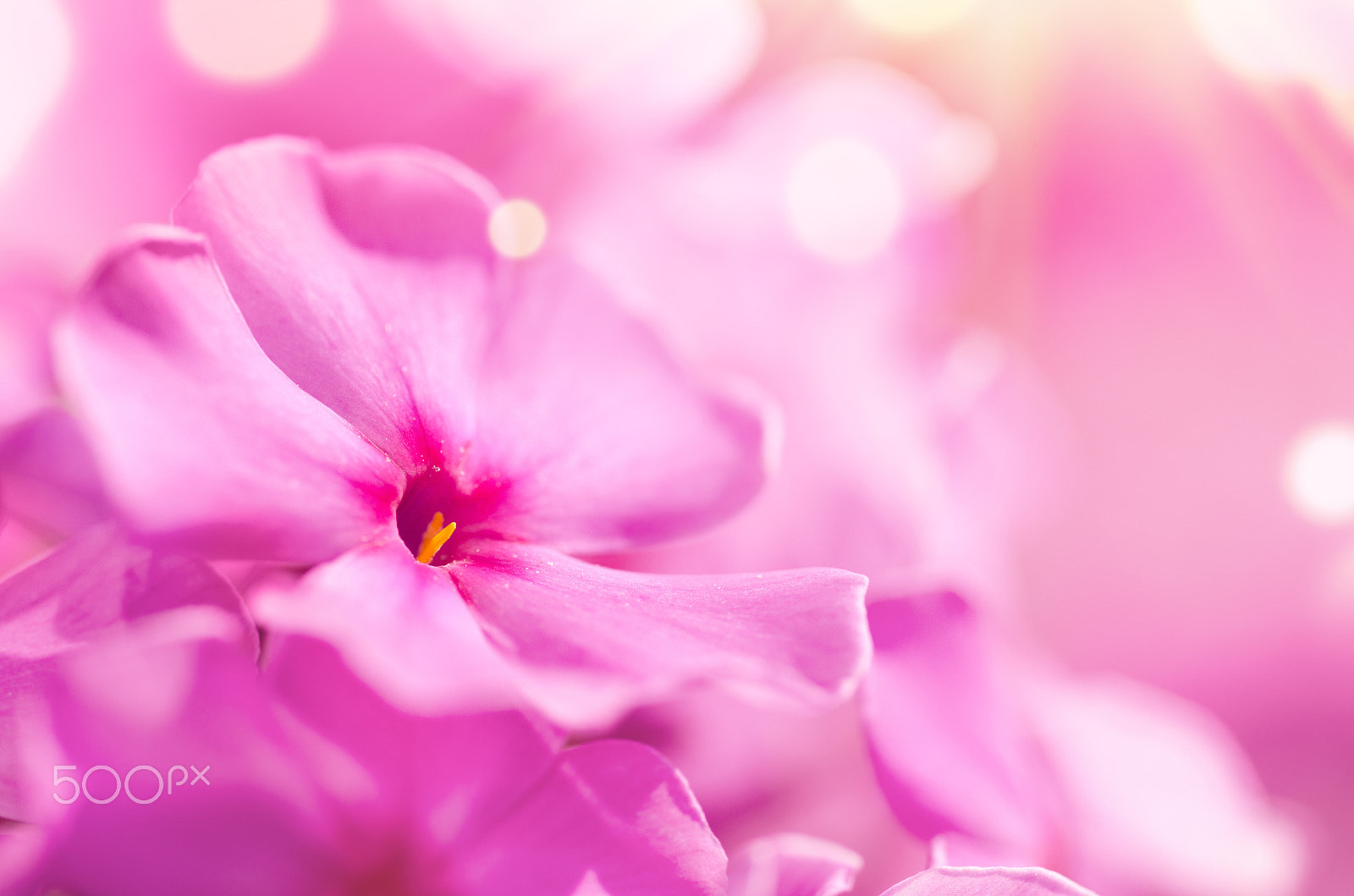 Nikon D7000 + Sigma 70mm F2.8 EX DG Macro sample photo. Phlox flower macro photography