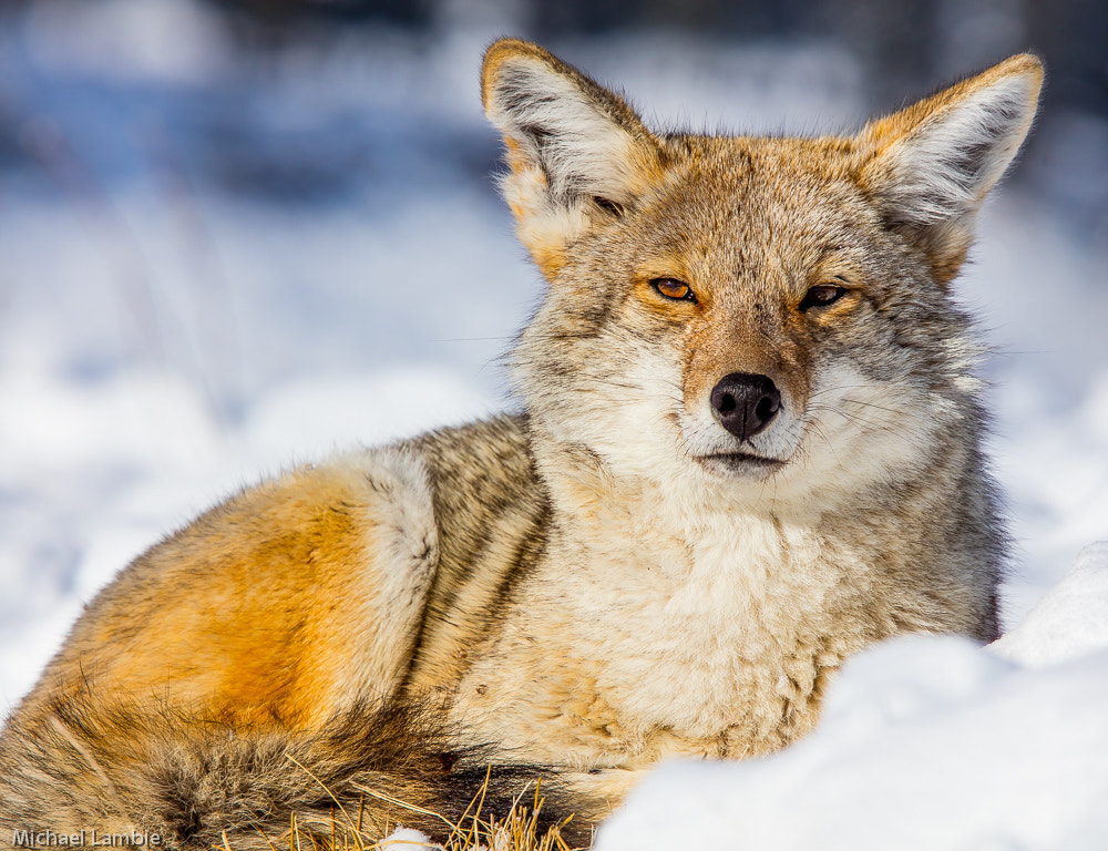 Canon EF 400mm F4.0 DO IS USM sample photo. Yellowstone coyote photography