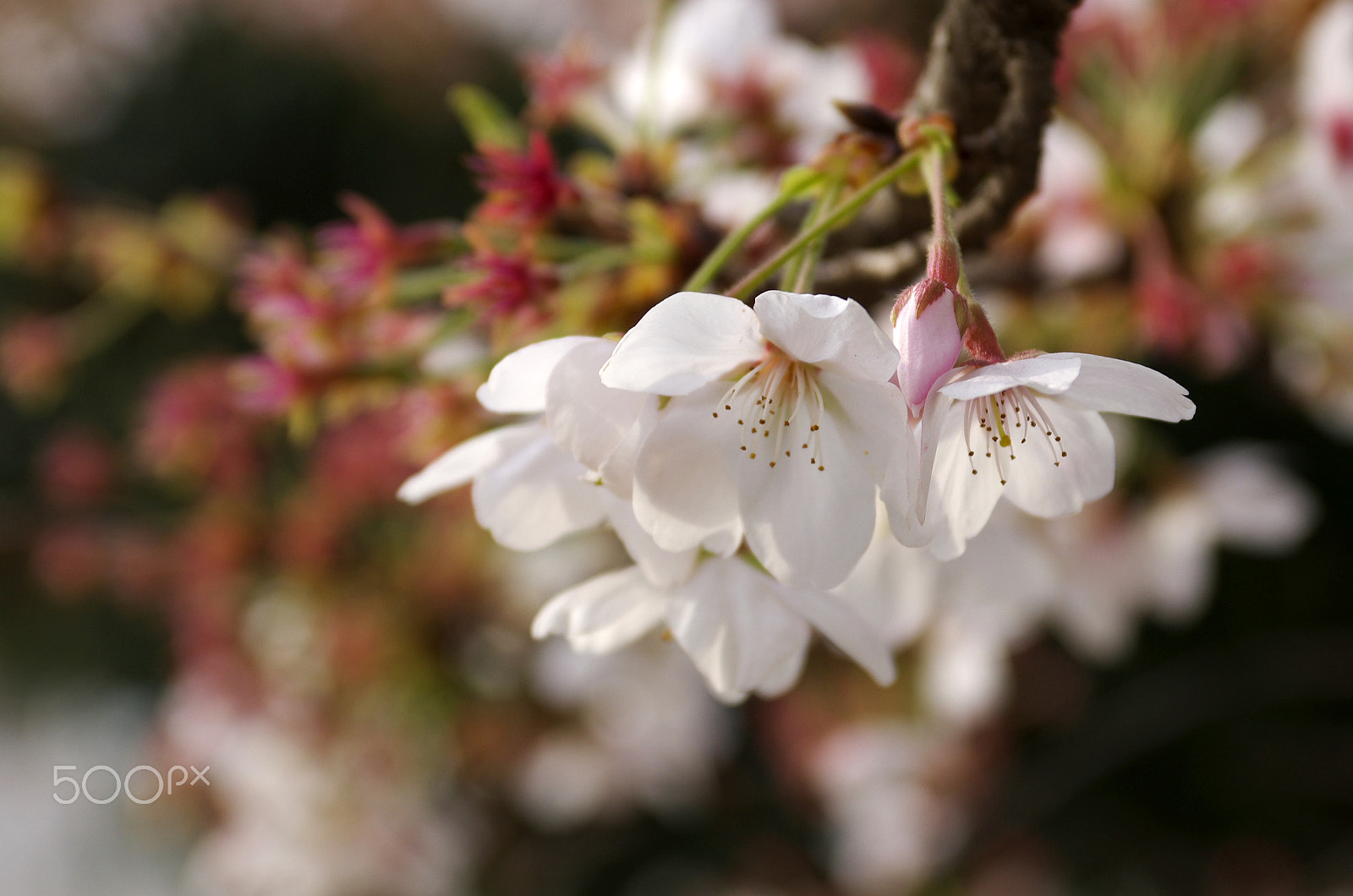 Pentax smc DA 17-70mm F4.0 AL (IF) SDM sample photo. 樱花 sakura photography