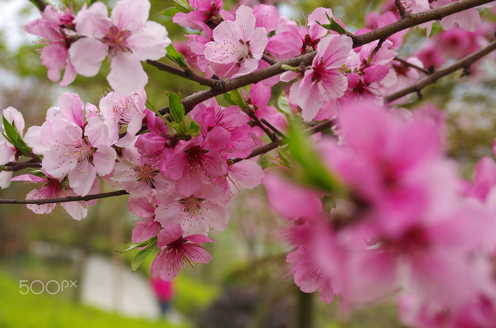 Pentax K-5 IIs sample photo. 艳若桃花 peach blossom photography