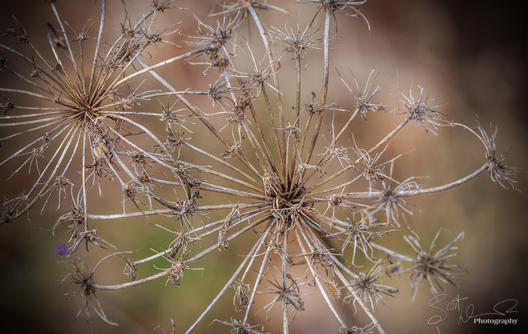 Tamron SP AF 60mm F2 Di II LD IF Macro sample photo. The organic firework... photography