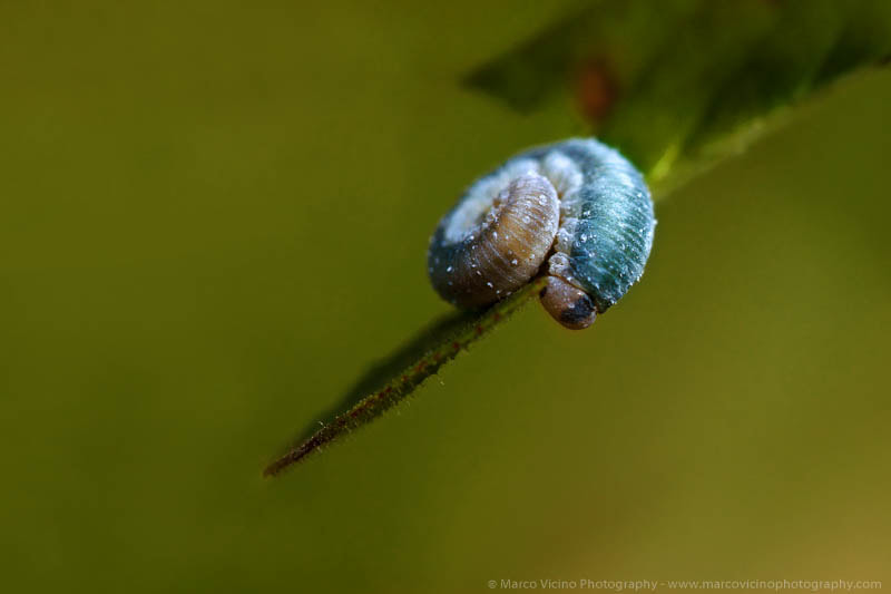 Sigma 150mm F2.8 EX DG Macro HSM sample photo. The nap of the caterpillar photography