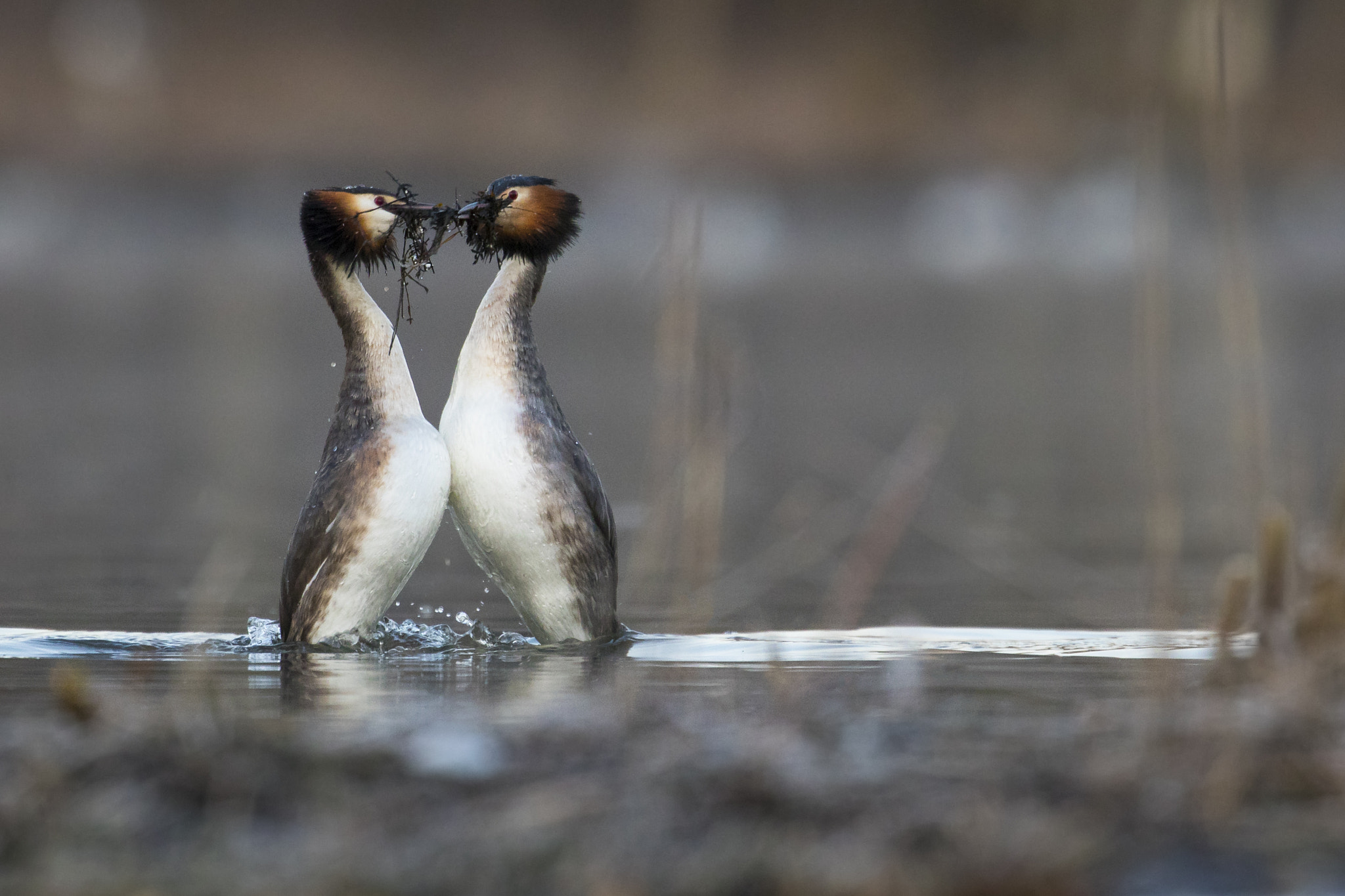 Canon EF 300mm F2.8L IS II USM sample photo. Great crested grebes dancing photography
