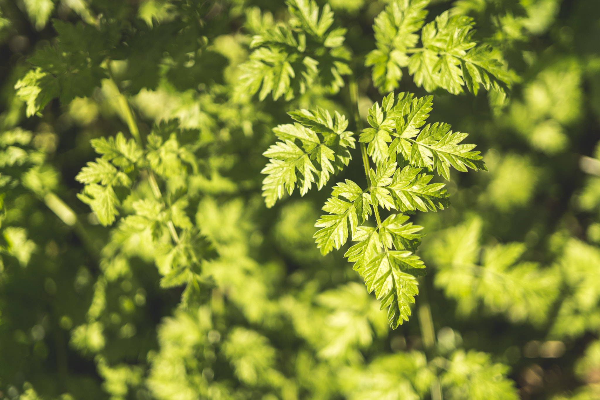 E 32mm F1.8 sample photo. Texture // green photography
