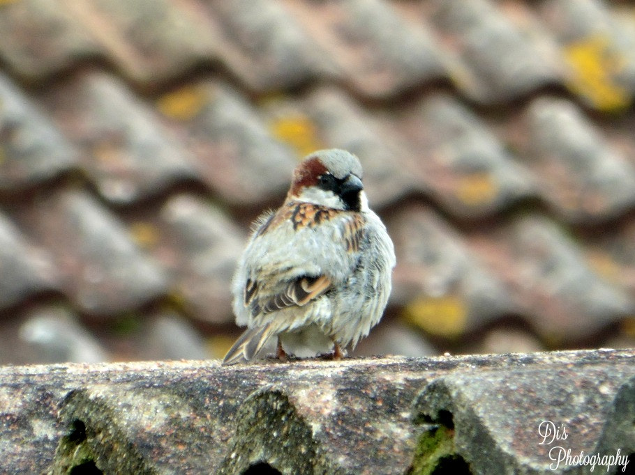 Panasonic DMC-TZ55 sample photo. House sparrow photography