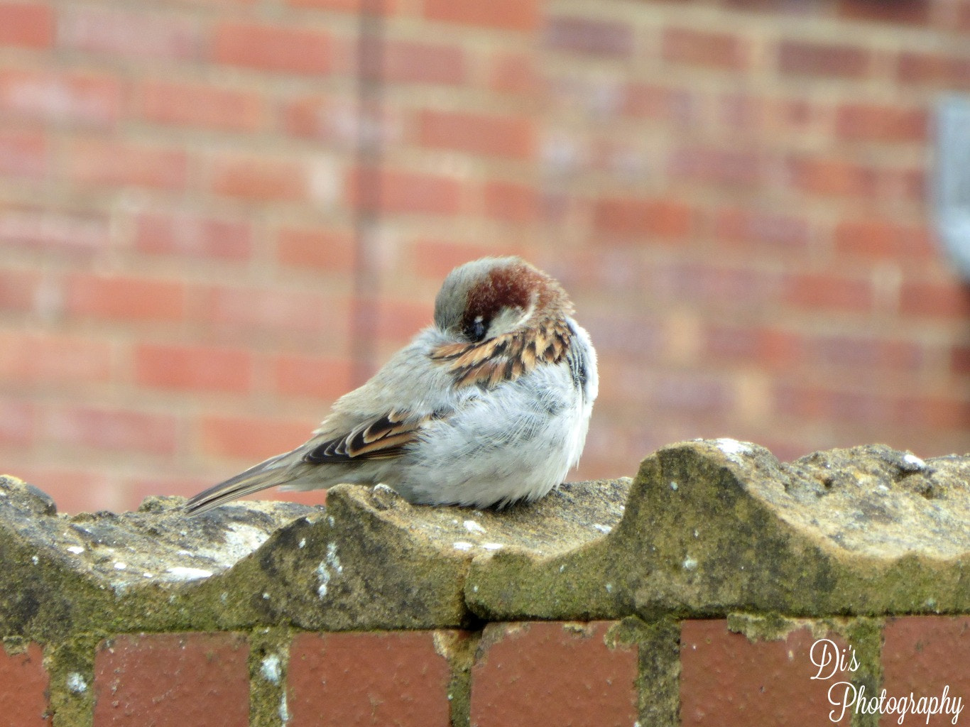 Panasonic DMC-TZ55 sample photo. House sparrow photography