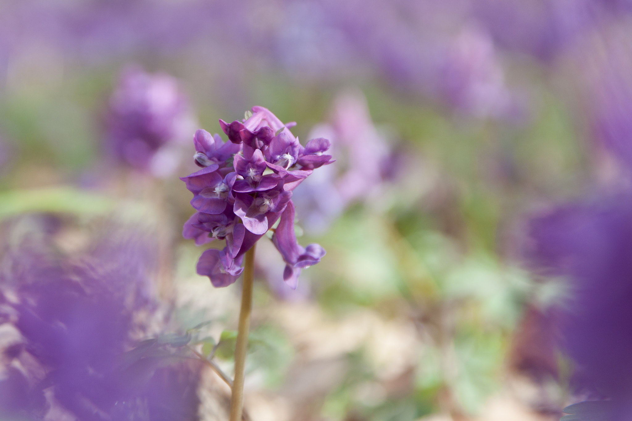 Canon EF 500mm F4L IS USM sample photo. Corydalis cava photography