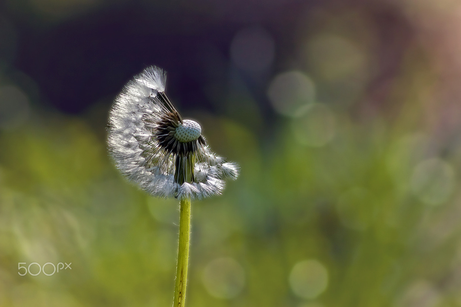 Canon EF 75-300mm f/4-5.6 USM sample photo. Half photography