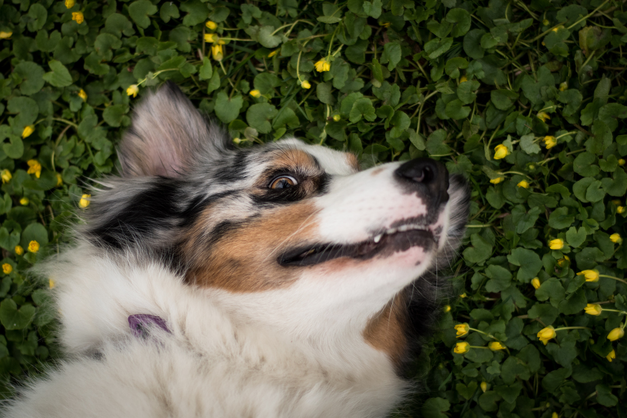 Nikon D5500 + Nikon AF Nikkor 50mm F1.8D sample photo. Dreamer photography