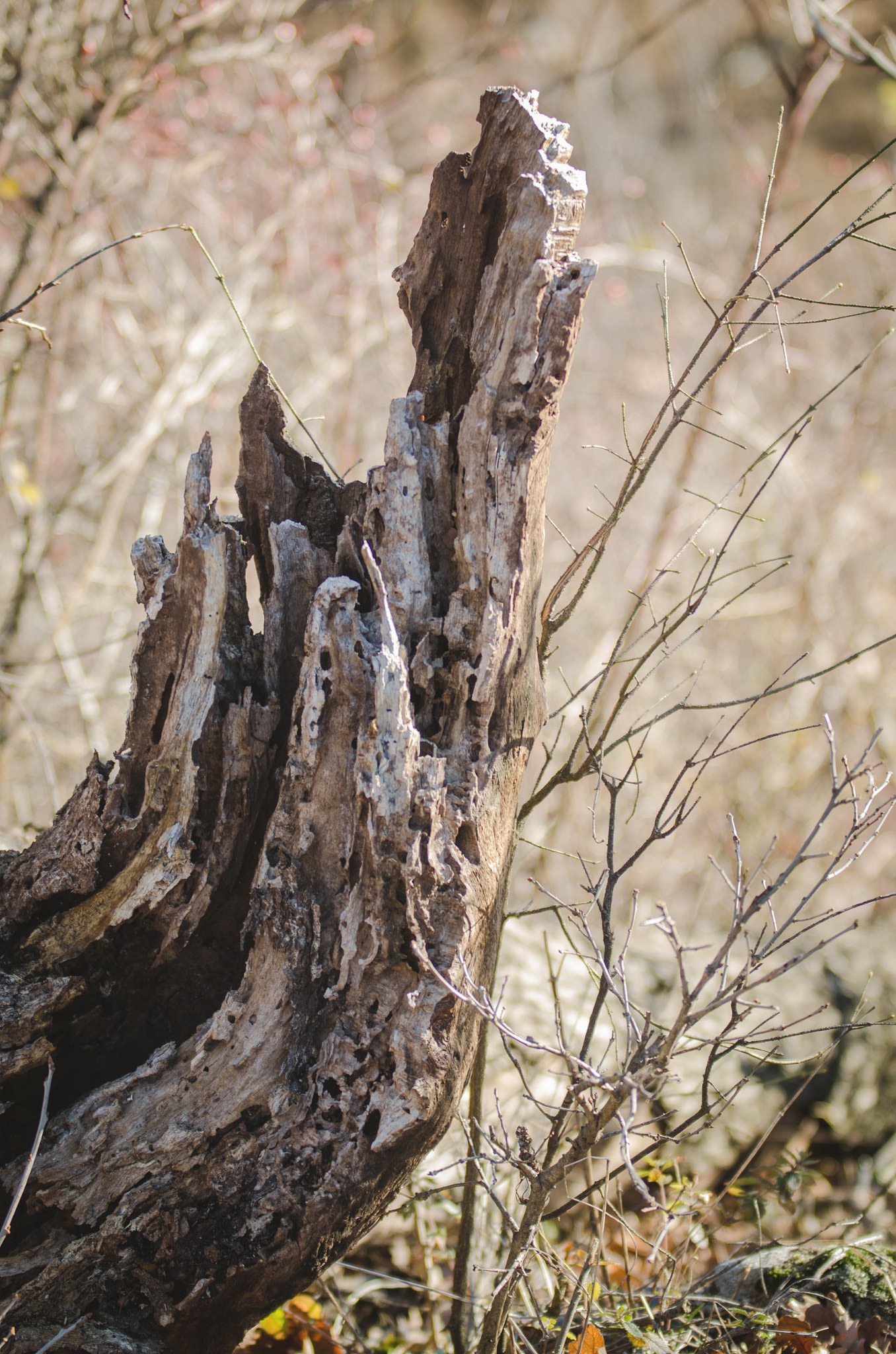 Sigma 70-200mm F2.8 EX DG OS HSM sample photo