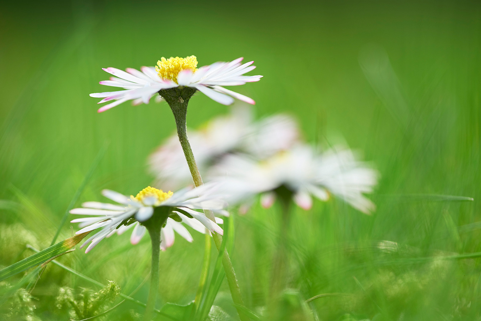 Sony a7R II + 100mm F2.8 SSM sample photo. Daisy photography