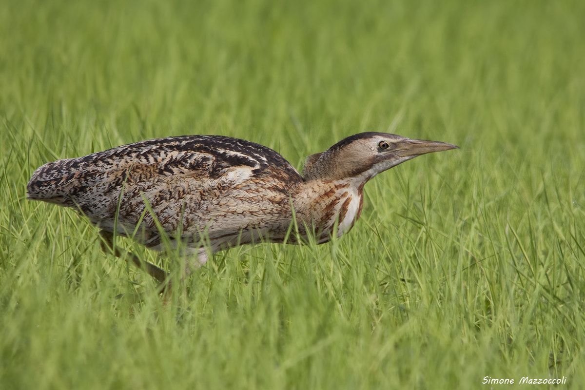 Sigma 150-500mm F5-6.3 DG OS HSM sample photo. Tarabuso - bittern photography