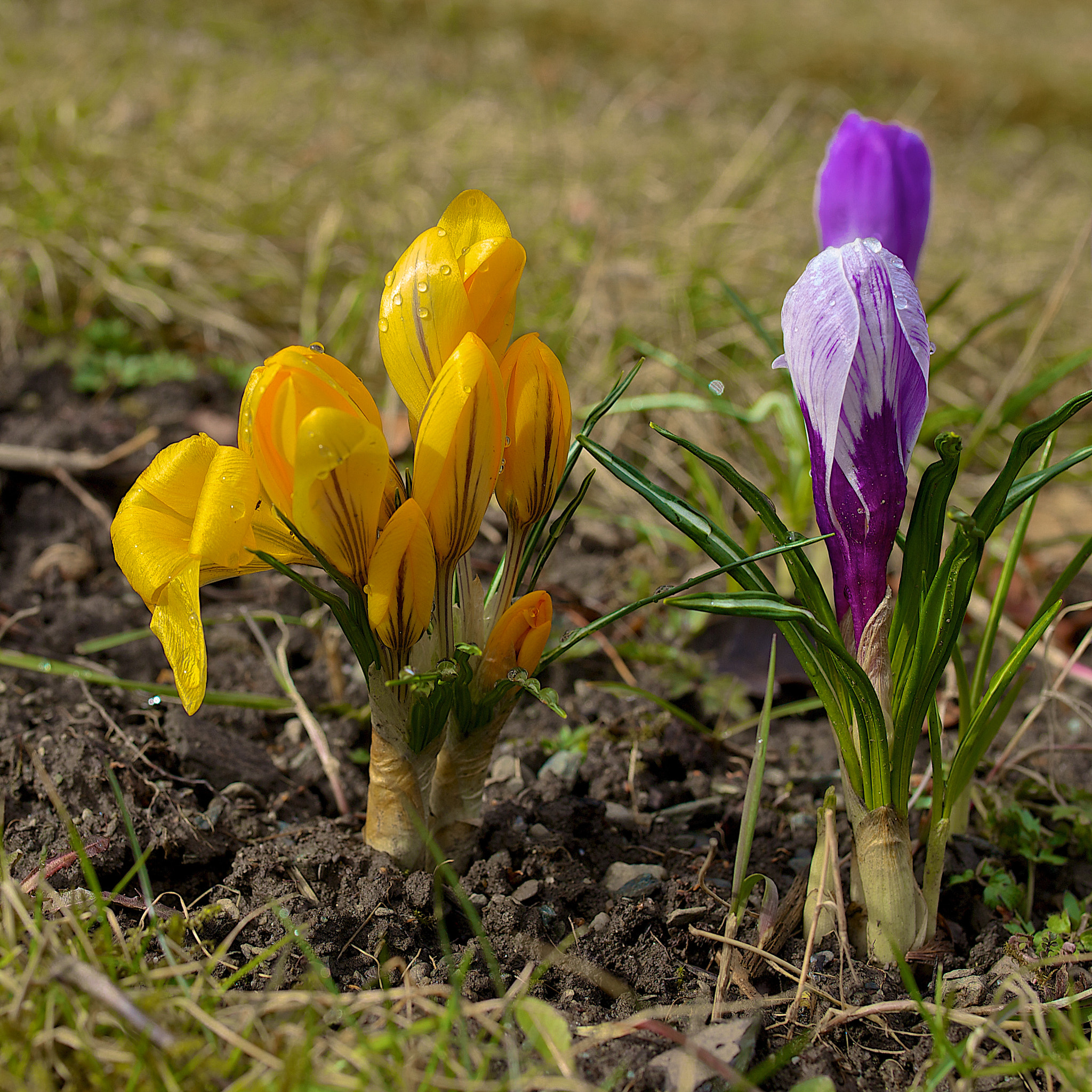 Canon EOS M sample photo. Spring is coming photography