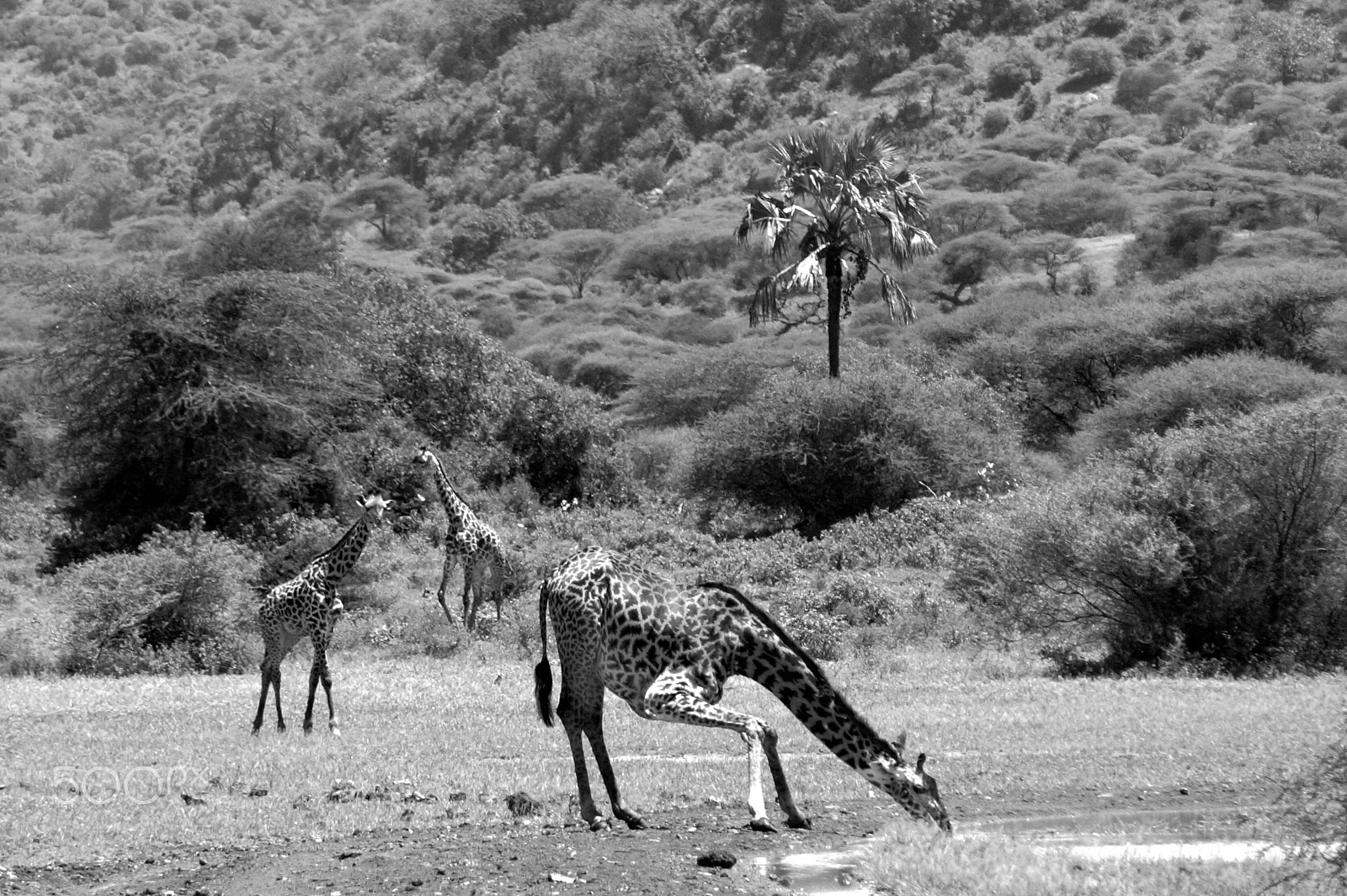 Sony Alpha a3000 + Sony E 55-210mm F4.5-6.3 OSS sample photo. Giraffes at lake manyara, tanzania photography