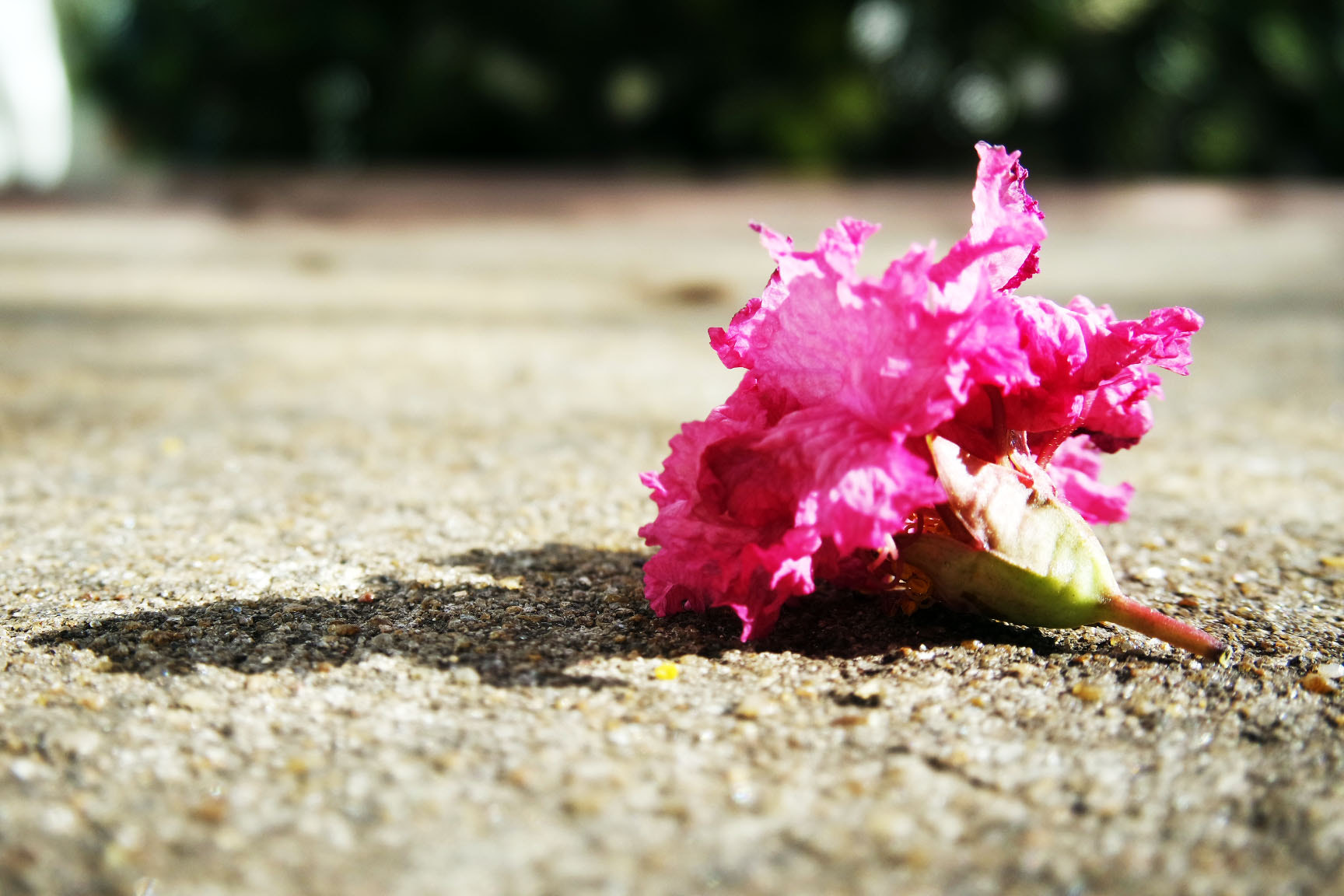 Samsung NX-M 9-27mm F3.5-5.6 ED OIS sample photo. Flores  photography