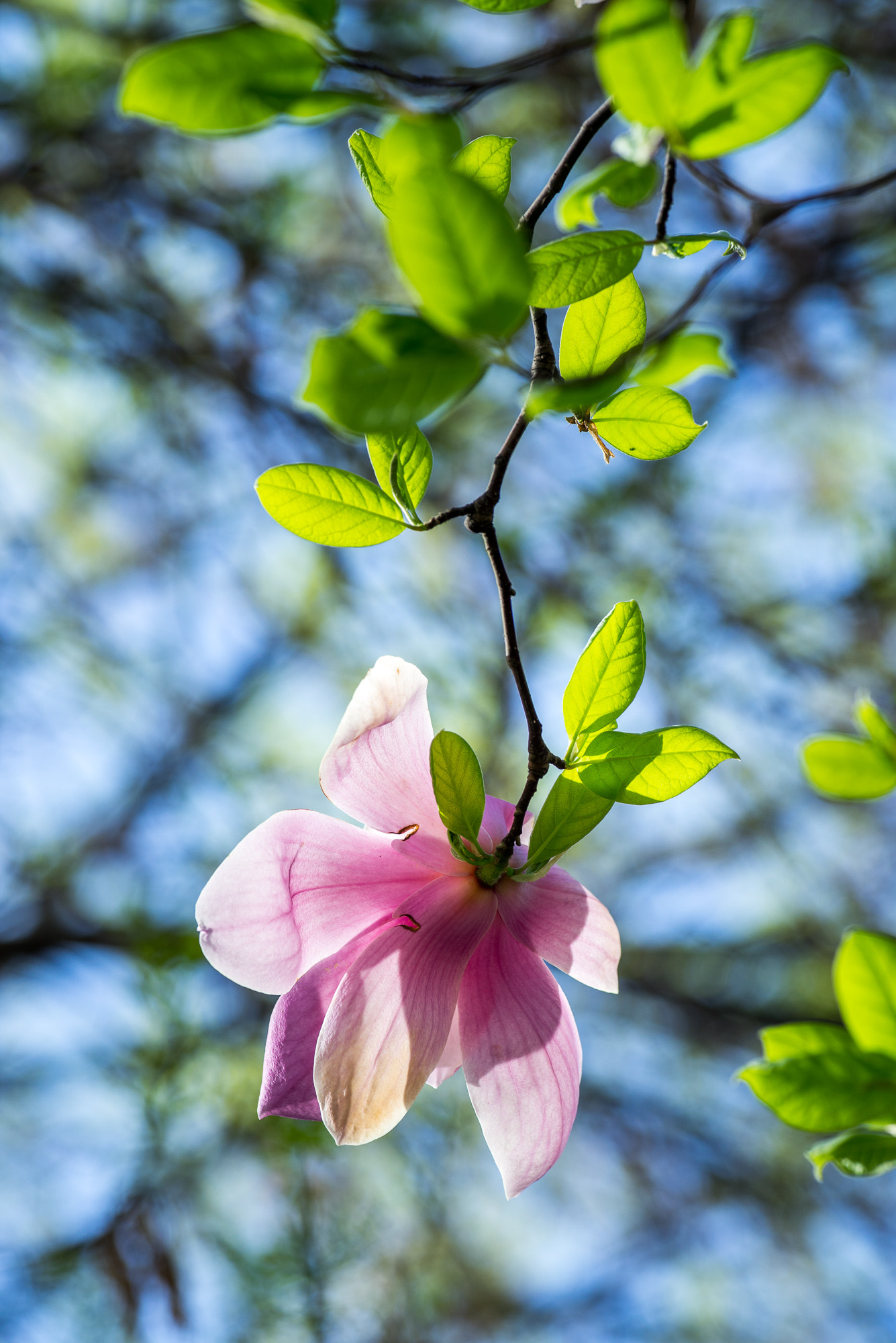 Voigtlander Macro APO-Lanthar 125mm F2.5 SL sample photo