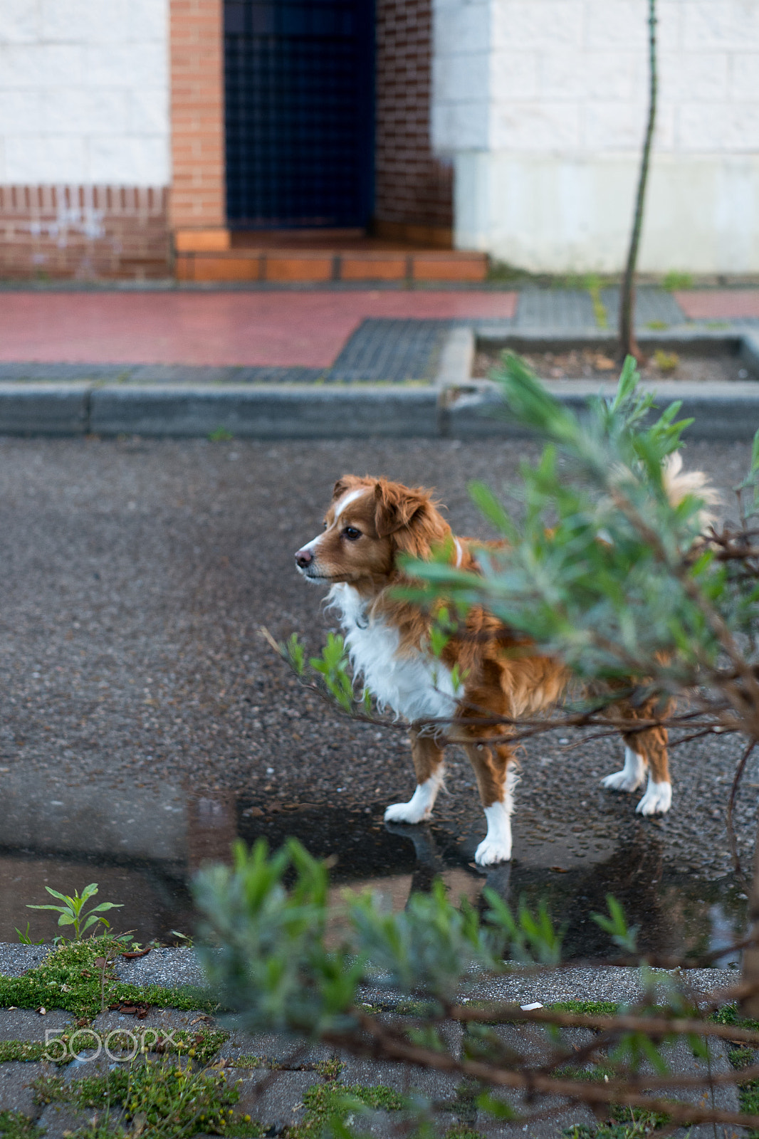 Fujifilm X-A1 + Fujifilm XF 35mm F1.4 R sample photo. Alert photography