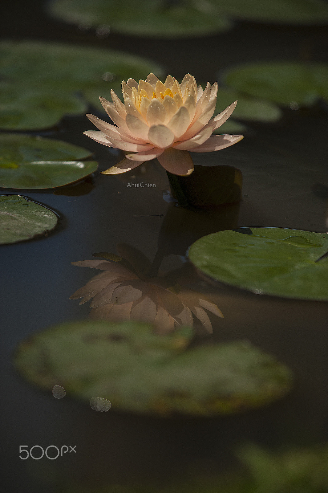 AF-S Zoom-Nikkor 80-200mm f/2.8D IF-ED sample photo. Lotus photography
