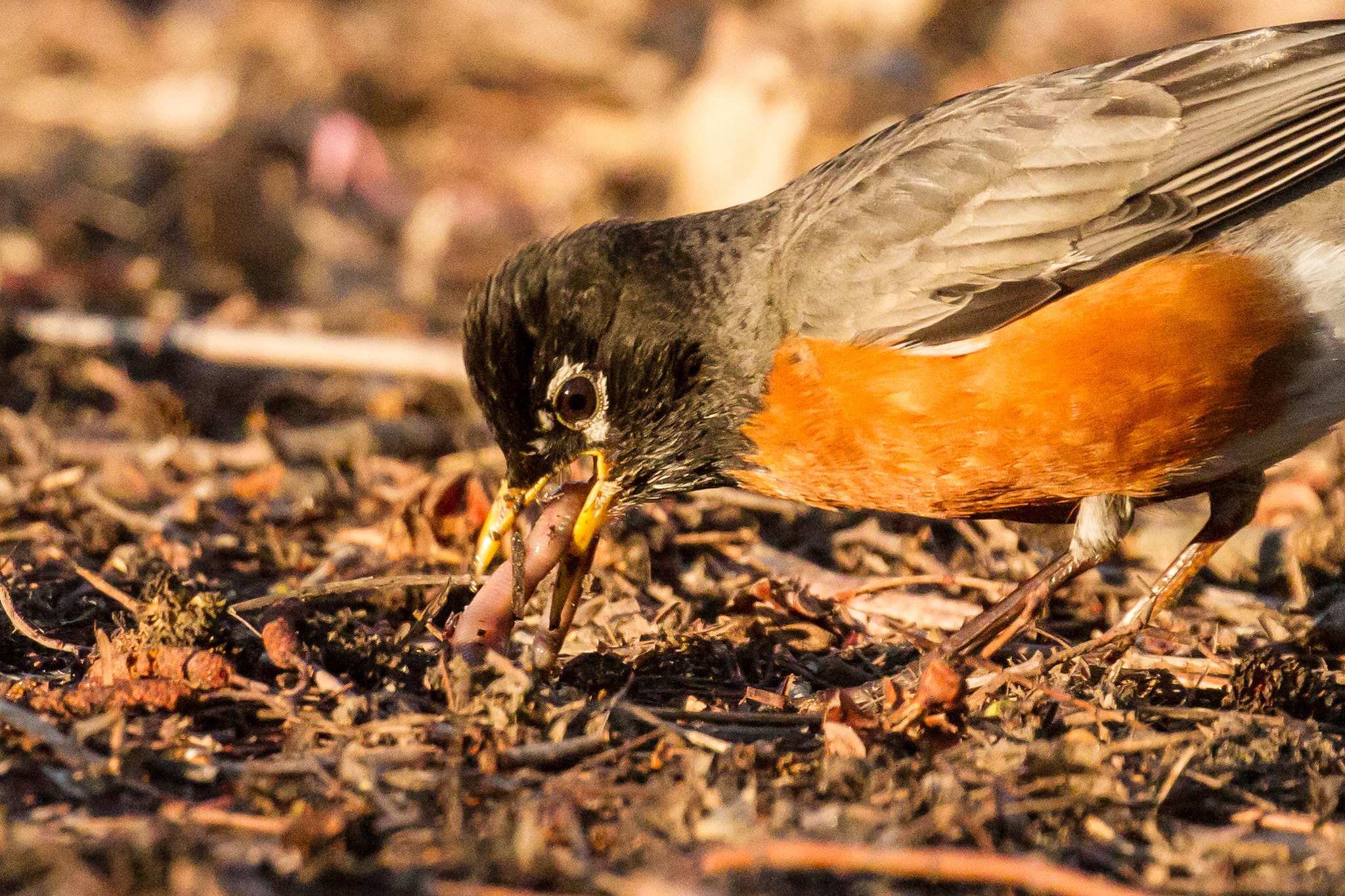 Canon EOS 7D + Canon EF 100-400mm F4.5-5.6L IS II USM sample photo. Robin gets the worm photography