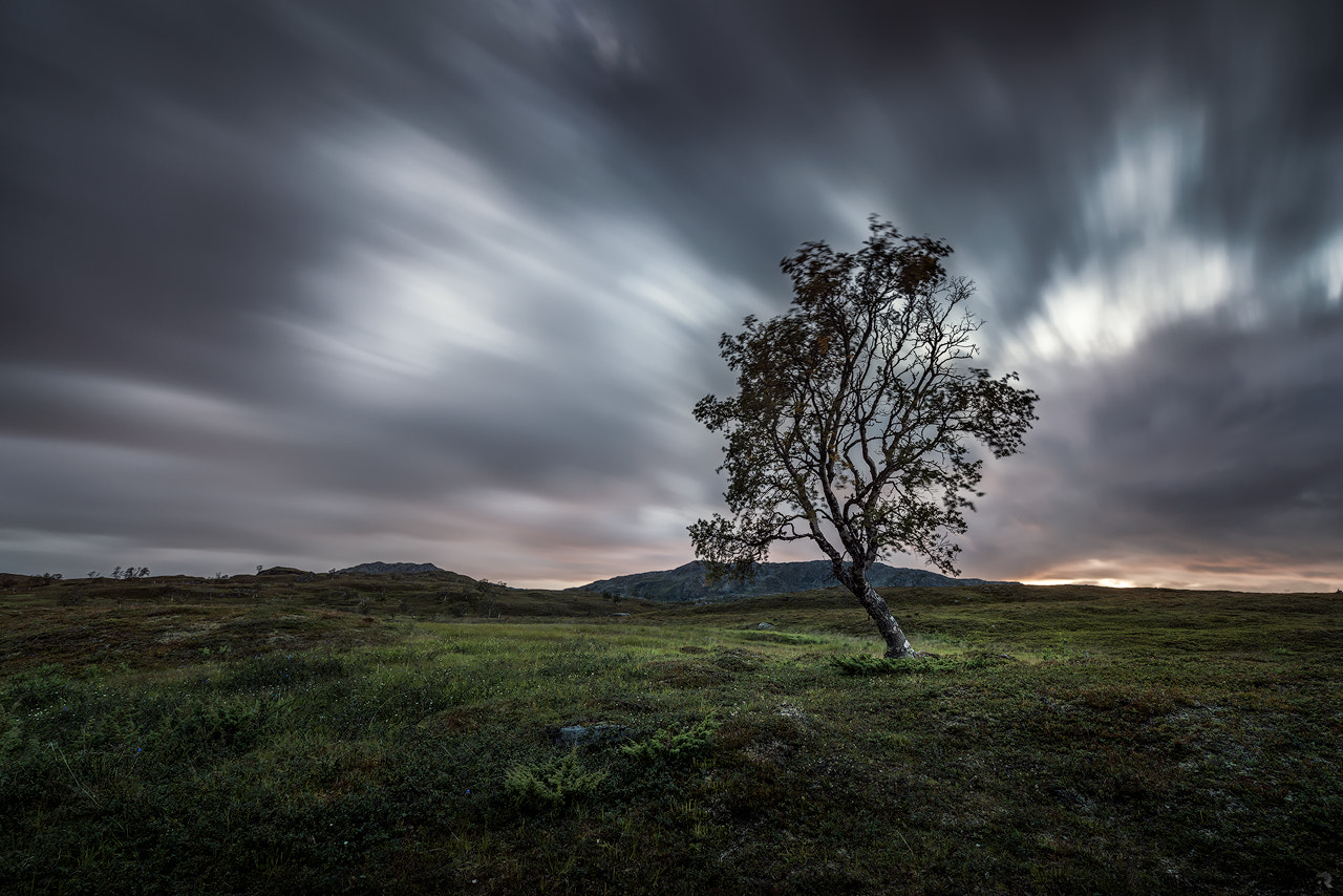 Nikon D800E sample photo. The dancing tree photography