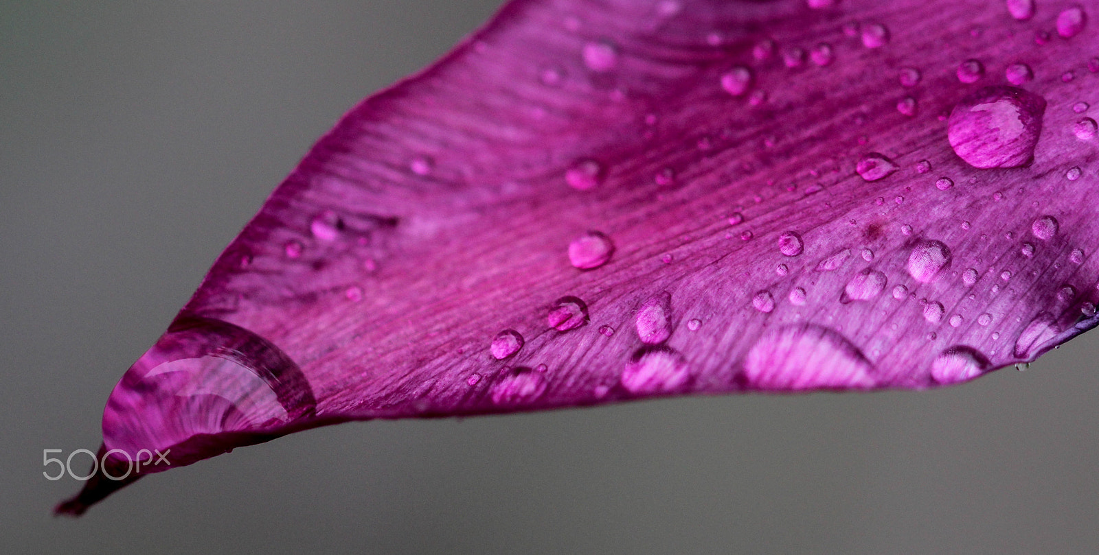 Sigma 105mm F2.8 EX DG OS HSM sample photo. Purple tongue photography