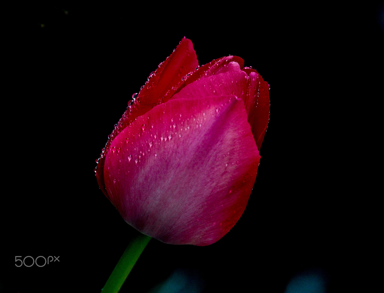 Sigma 105mm F2.8 EX DG OS HSM sample photo. Red photography