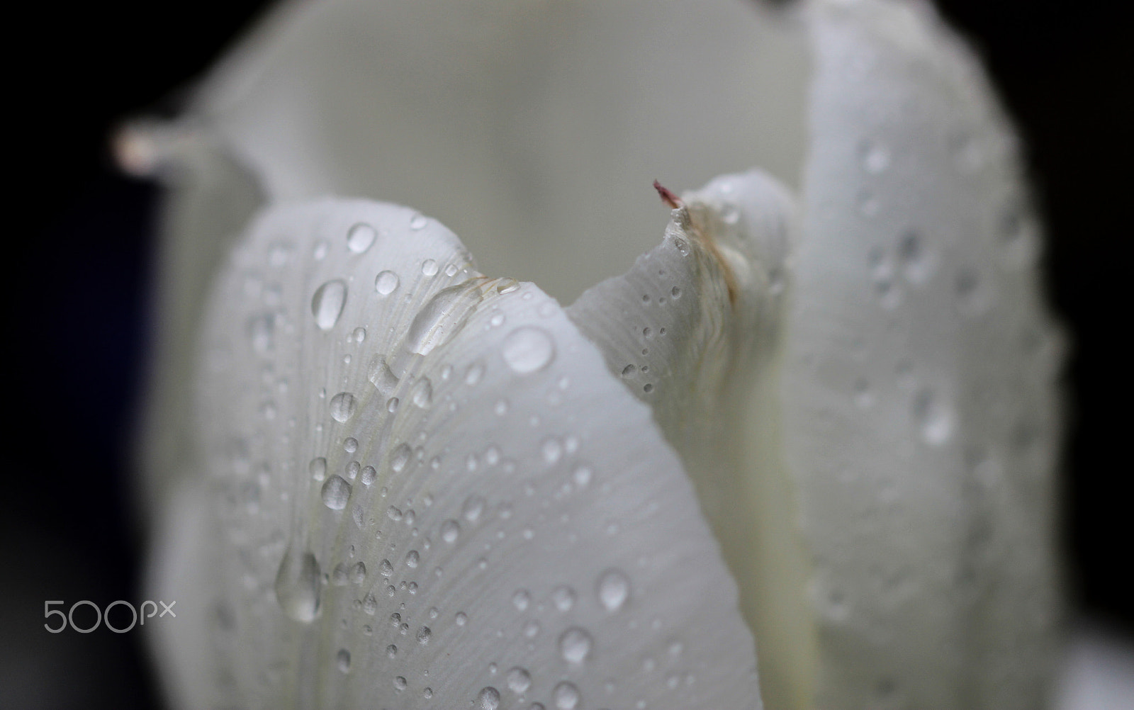 Sigma 105mm F2.8 EX DG OS HSM sample photo. Beaded photography
