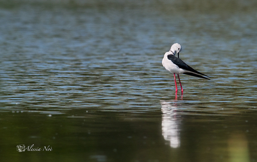 Nikon D300 + Nikon AF-S Nikkor 300mm F4D ED-IF sample photo. Tranquility in nature photography