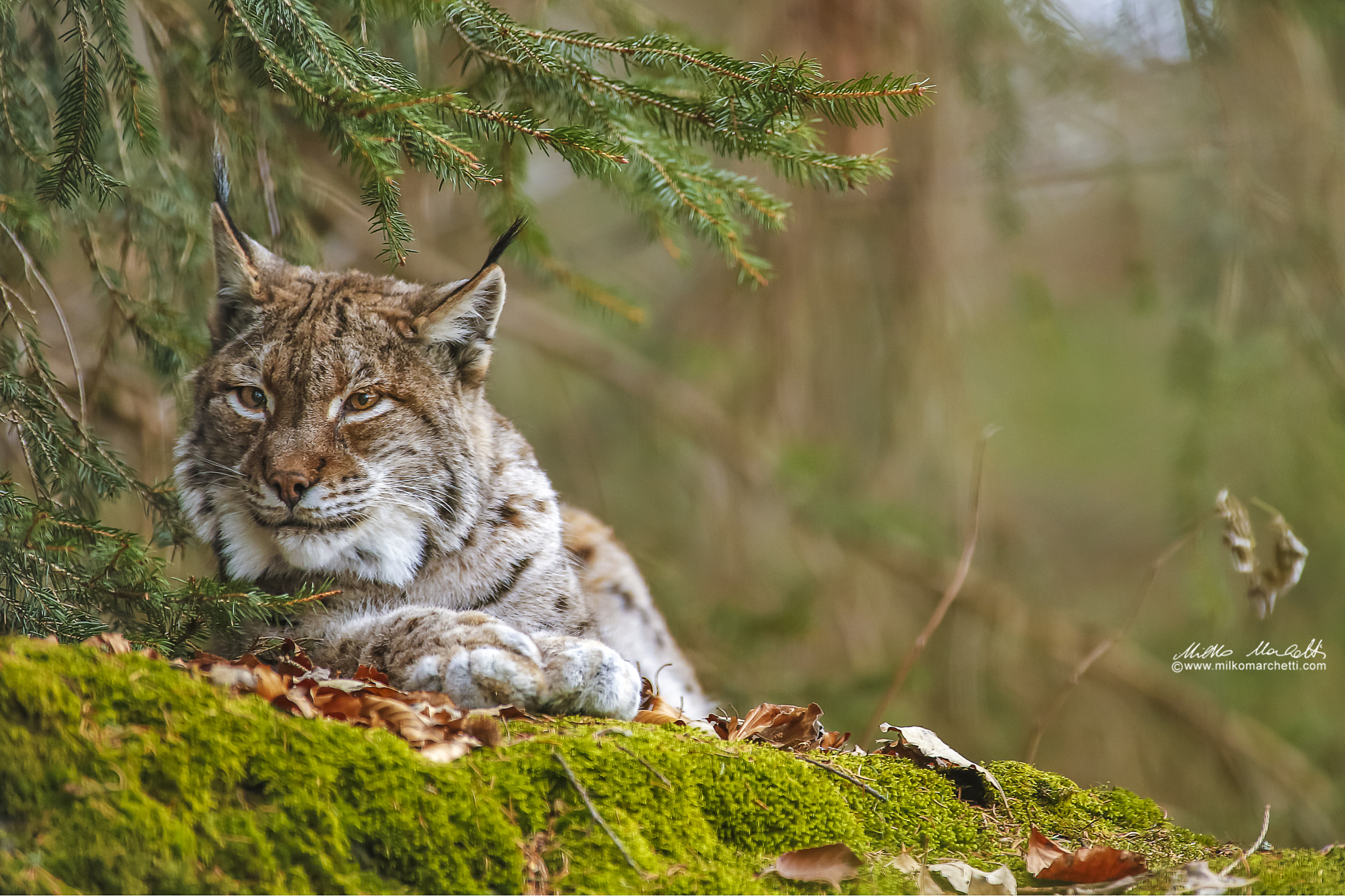 Canon EF 300mm f/2.8L + 1.4x sample photo. Lynx photography