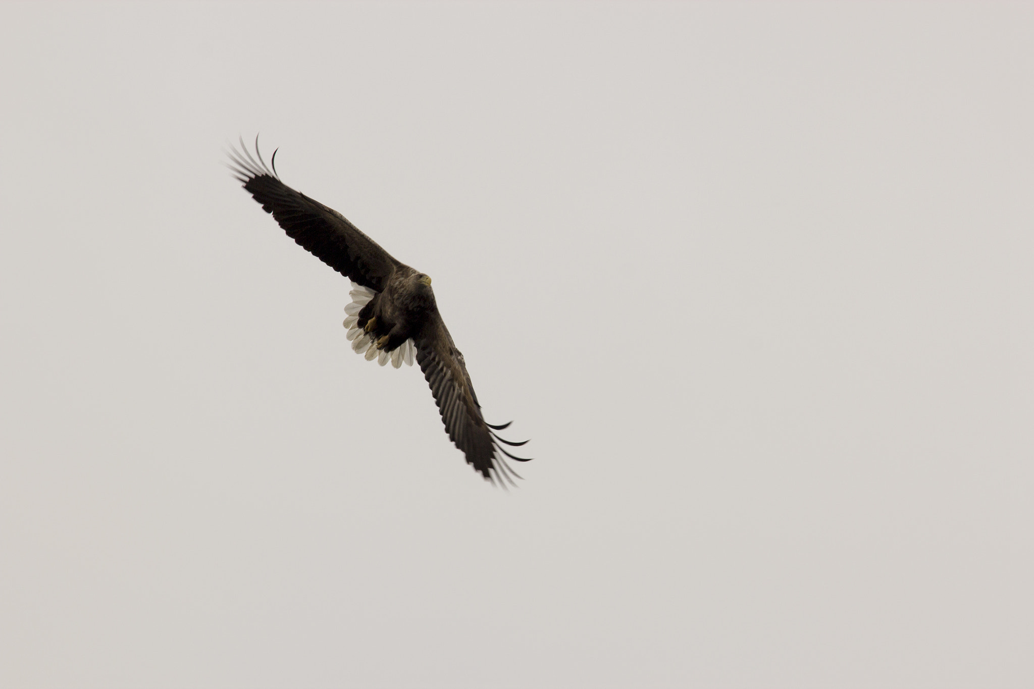 Sigma 70-200mm F2.8 EX DG OS HSM sample photo. Sea eagle in lofoten photography