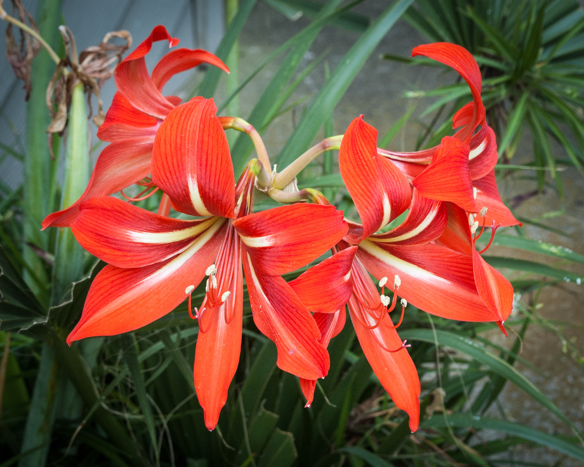 Nikon D70 sample photo. Springing lily photography