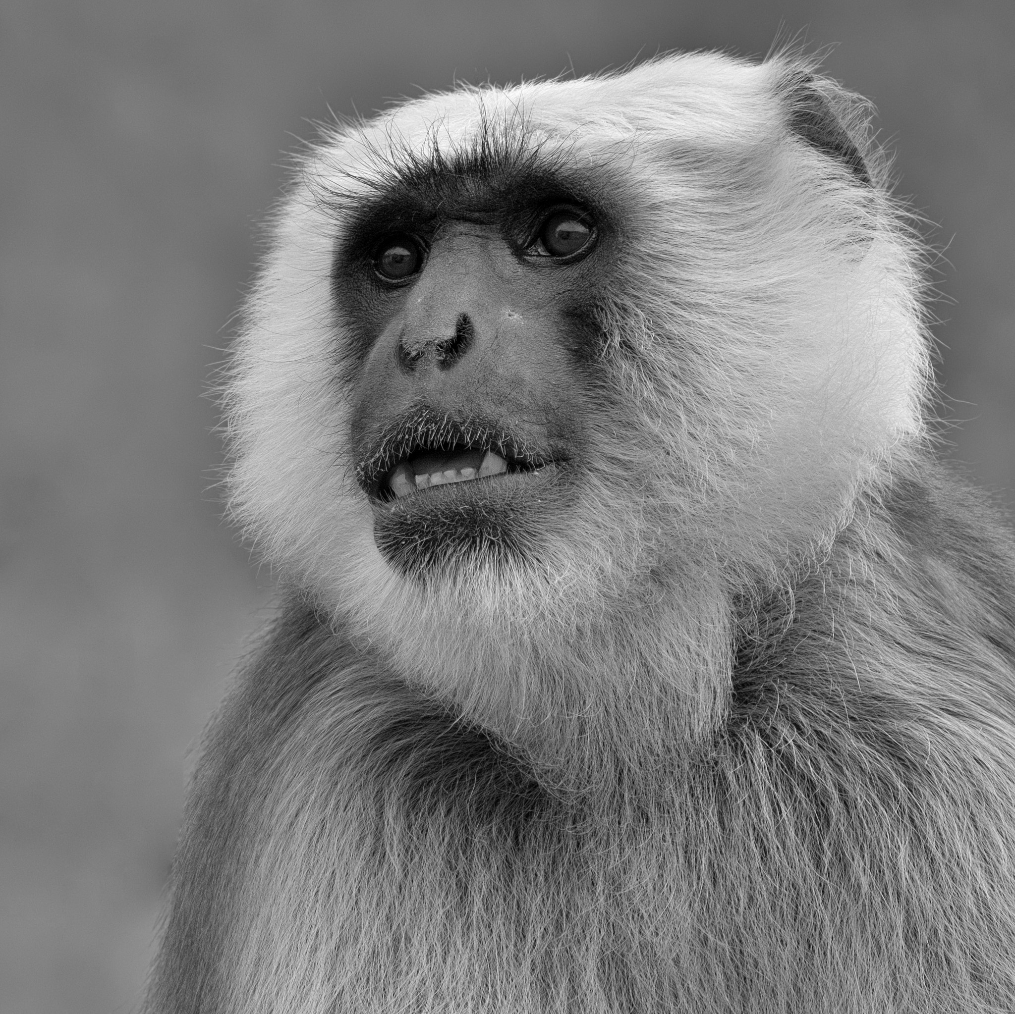 XF100-400mmF4.5-5.6 R LM OIS WR + 1.4x sample photo. Hulman-langur photography