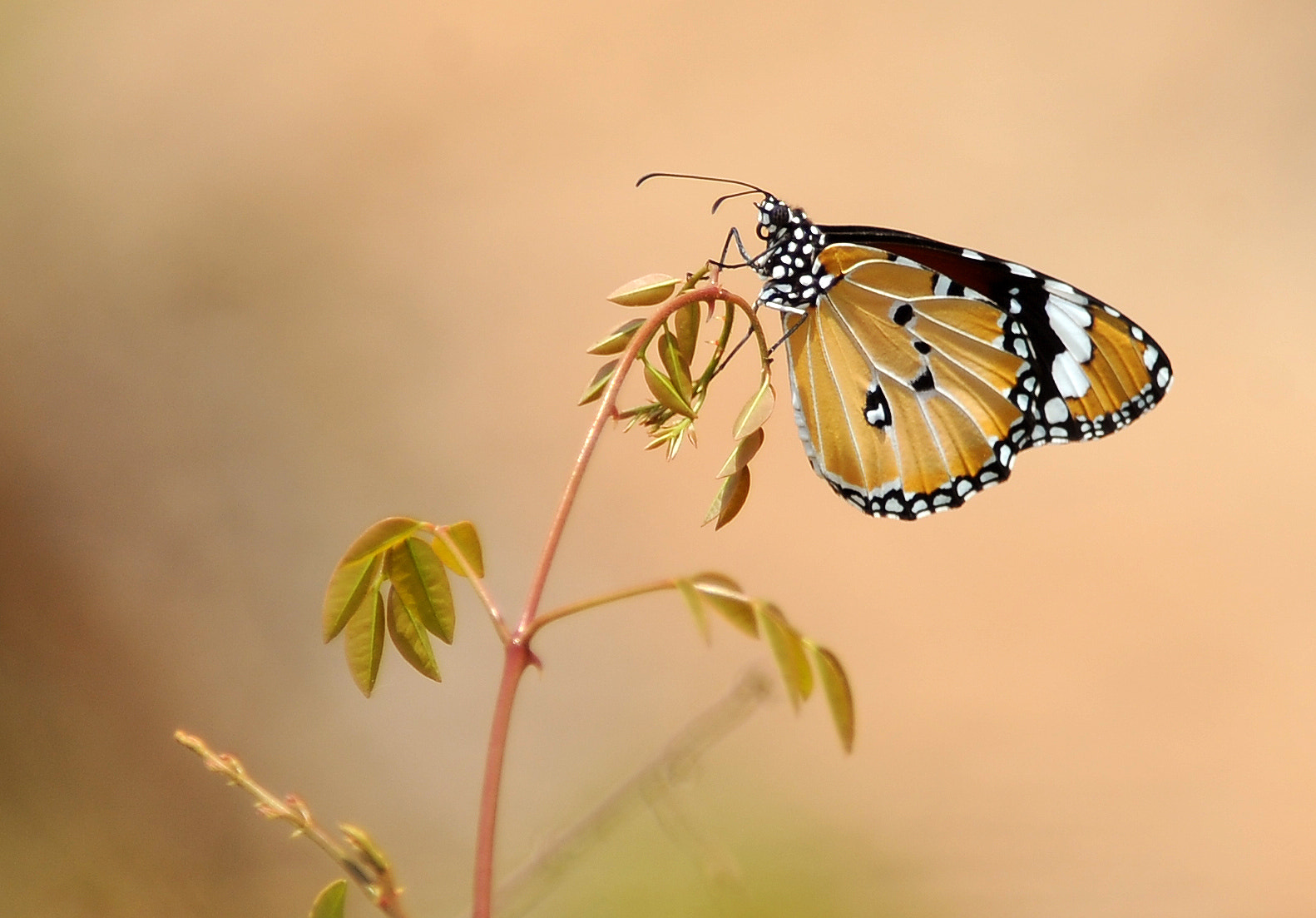 Tokina AT-X 304 AF (AF 300mm f/4.0) sample photo. Butterfly photography