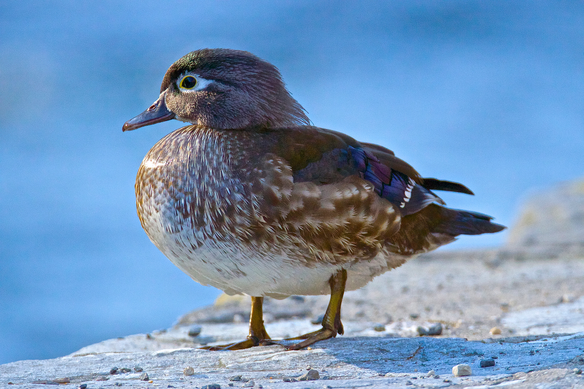 Tamron SP 150-600mm F5-6.3 Di VC USD sample photo. Friendly female wood duck photography