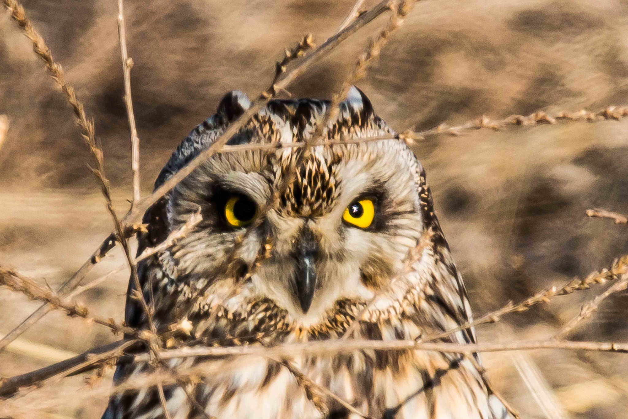 Canon EOS 70D + Canon EF 600mm F4L IS II USM sample photo. Watchful eyes photography