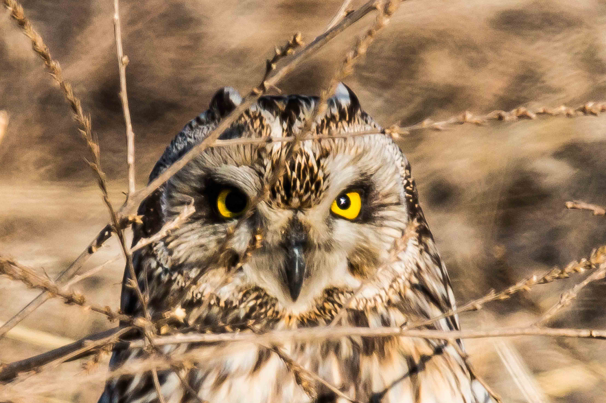 Canon EF 600mm F4L IS II USM sample photo. Watchful eyes photography